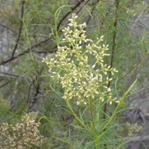 Cassinia quinquefaria at Isaacs Ridge - 28 Jan 2015