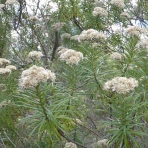 Cassinia longifolia at Isaacs Ridge - 28 Jan 2015 02:18 PM