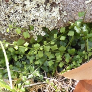 Asplenium flabellifolium at Symonston, ACT - 28 Jan 2015