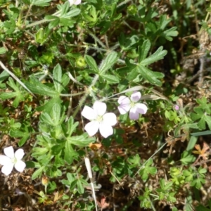 Geranium solanderi var. solanderi at Symonston, ACT - 28 Jan 2015