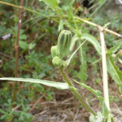 Sonchus oleraceus (Annual Sowthistle) at Symonston, ACT - 28 Jan 2015 by Mike