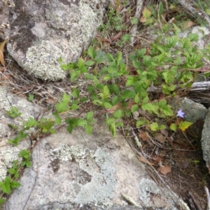 Rubus parvifolius at Isaacs Ridge - 28 Jan 2015 02:29 PM