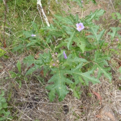 Solanum cinereum (Narrawa Burr) at Isaacs Ridge - 28 Jan 2015 by Mike