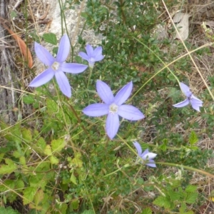 Wahlenbergia sp. at Isaacs Ridge - 28 Jan 2015