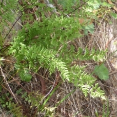 Cheilanthes sieberi (Rock Fern) at Symonston, ACT - 28 Jan 2015 by Mike