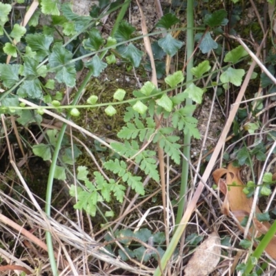 Asplenium flabellifolium (Necklace Fern) at Isaacs Ridge - 28 Jan 2015 by Mike