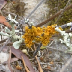 Teloschistes sp. (genus) (A lichen) at Isaacs Ridge - 28 Jan 2015 by Mike
