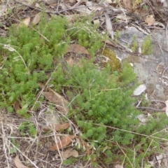 Styphelia humifusum (Cranberry Heath) at Isaacs Ridge - 28 Jan 2015 by Mike