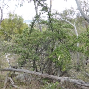 Pyracantha angustifolia at Symonston, ACT - 28 Jan 2015