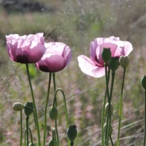 Papaver somniferum at Point Hut to Tharwa - 22 Oct 2014