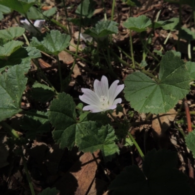 Malva neglecta (Dwarf Mallow) at Point Hut to Tharwa - 21 Jan 2015 by MichaelBedingfield