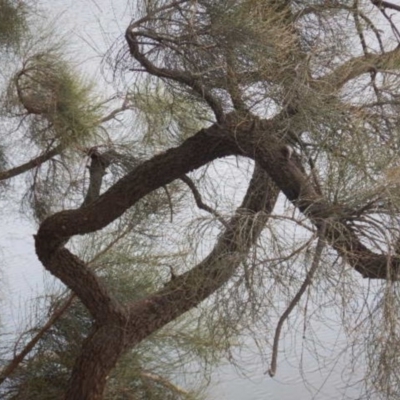 Allocasuarina luehmannii (Bulloak) at Yarralumla, ACT - 9 Feb 2015 by MichaelMulvaney