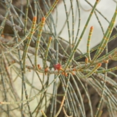 Allocasuarina luehmannii at Yarralumla, ACT - 10 Feb 2015