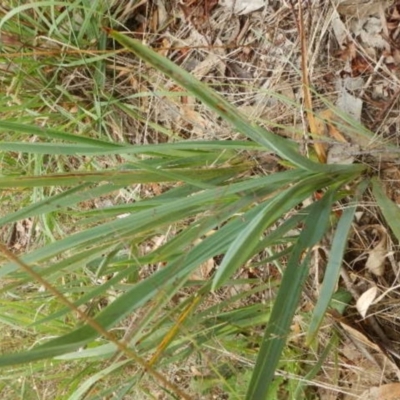 Dianella sp. aff. longifolia (Benambra) (Pale Flax Lily, Blue Flax Lily) at Yarralumla, ACT - 10 Feb 2015 by MichaelMulvaney