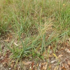 Dianella sp. aff. longifolia (Benambra) at Yarralumla, ACT - 10 Feb 2015