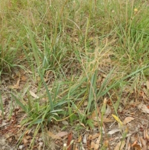 Dianella sp. aff. longifolia (Benambra) at Yarralumla, ACT - 10 Feb 2015 08:21 AM