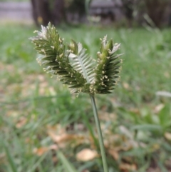 Eleusine tristachya (Goose Grass, Crab Grass, American Crows-Foot Grass) at Conder, ACT - 22 Jan 2015 by MichaelBedingfield