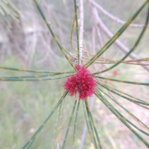 Casuarina cunninghamiana subsp. cunninghamiana at Paddys River, ACT - 10 Feb 2015