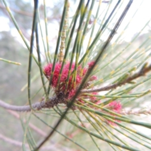 Casuarina cunninghamiana subsp. cunninghamiana at Paddys River, ACT - 10 Feb 2015