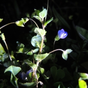 Veronica persica at Theodore, ACT - 8 Sep 2014