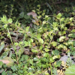 Veronica persica at Theodore, ACT - 8 Sep 2014 08:12 PM