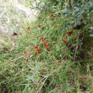 Einadia nutans subsp. nutans at Isaacs Ridge - 11 Feb 2015