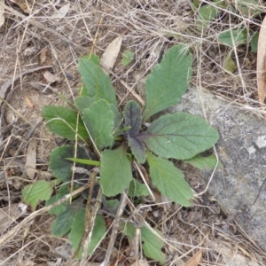 Ajuga australis at Isaacs Ridge - 28 Jan 2015 02:42 PM