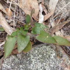 Rumex brownii (Slender Dock) at Isaacs Ridge - 28 Jan 2015 by Mike