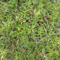 Persicaria prostrata (Creeping Knotweed) at Symonston, ACT - 28 Jan 2015 by Mike