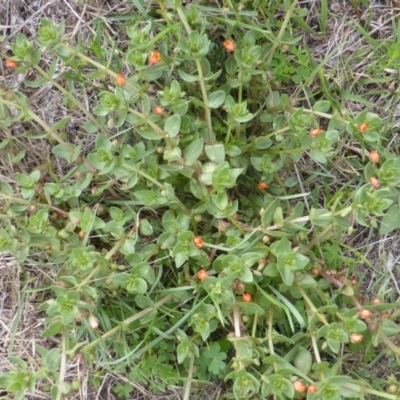 Lysimachia arvensis (Scarlet Pimpernel) at Isaacs Ridge - 28 Jan 2015 by Mike