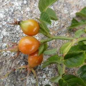 Rosa rubiginosa at Symonston, ACT - 28 Jan 2015