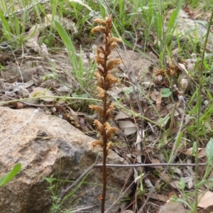 Orobanche minor at Isaacs Ridge - 28 Jan 2015 03:13 PM