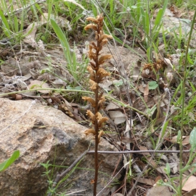 Orobanche minor (Broomrape) at Isaacs Ridge - 28 Jan 2015 by Mike