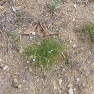 Vittadinia muelleri at Symonston, ACT - 28 Jan 2015