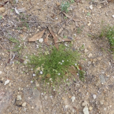 Vittadinia muelleri (Narrow-leafed New Holland Daisy) at Isaacs Ridge - 28 Jan 2015 by Mike