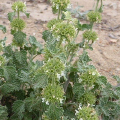 Marrubium vulgare (Horehound) at Symonston, ACT - 28 Jan 2015 by Mike