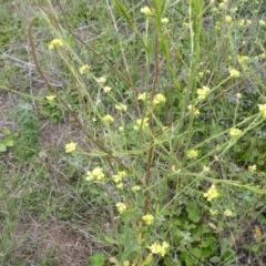 Hirschfeldia incana (Buchan Weed) at Symonston, ACT - 28 Jan 2015 by Mike