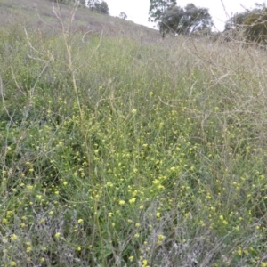 Hirschfeldia incana at Isaacs Ridge - 28 Jan 2015