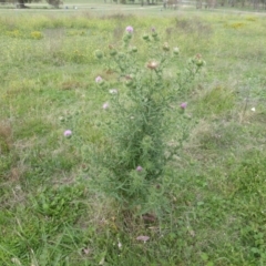 Cirsium vulgare (Spear Thistle) at Isaacs Ridge - 28 Jan 2015 by Mike