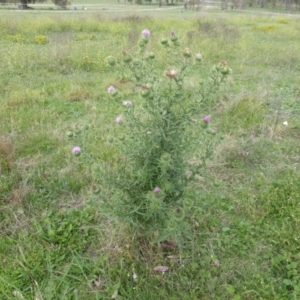 Cirsium vulgare at Isaacs Ridge - 28 Jan 2015