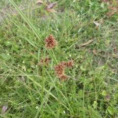 Cyperus lhotskyanus (A Sedge) at Symonston, ACT - 28 Jan 2015 by Mike