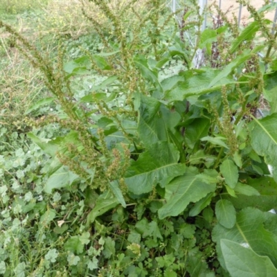 Rumex crispus (Curled Dock) at Symonston, ACT - 28 Jan 2015 by Mike