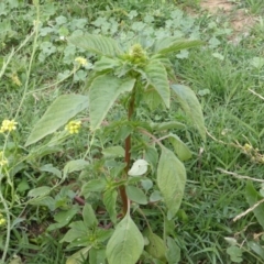 Amaranthus retroflexus (Redroot Amaranth) at Isaacs Ridge - 28 Jan 2015 by Mike