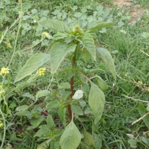 Amaranthus retroflexus at Symonston, ACT - 28 Jan 2015