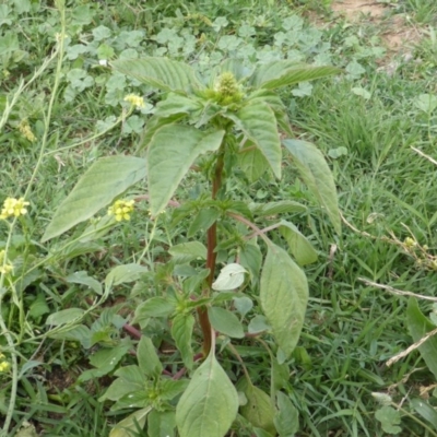 Amaranthus retroflexus (Redroot Amaranth) at Isaacs Ridge - 28 Jan 2015 by Mike