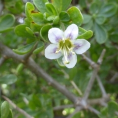 Lycium ferocissimum at Isaacs Ridge - 28 Jan 2015 03:24 PM