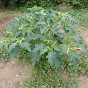 Datura stramonium at Isaacs Ridge - 28 Jan 2015