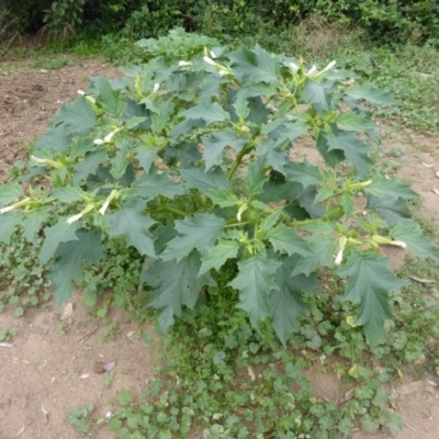 Datura stramonium (Common Thornapple) at Symonston, ACT - 28 Jan 2015 by Mike