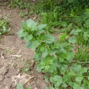 Urtica urens at Isaacs Ridge - 28 Jan 2015