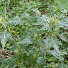 Xanthium spinosum (Bathurst Burr) at Isaacs Ridge - 28 Jan 2015 by Mike